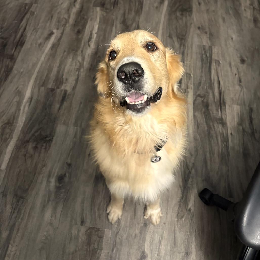 Enlarge FlapJack D12627, a Adoptable mixed breed in Princeton, MN image 2/3