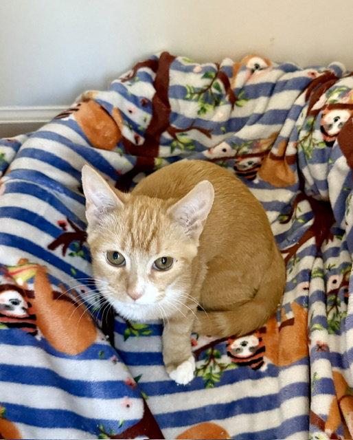 Maple, Adoptable, Kitten Female Domestic Short Hair.