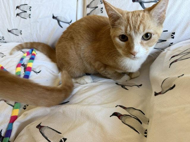 Enlarge Maple, a Adoptable Domestic Short Hair in Leesburg, VA image 2/3