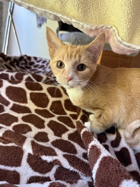 Enlarge Maple, a Adoptable Domestic Short Hair in Leesburg, VA image 3/3
