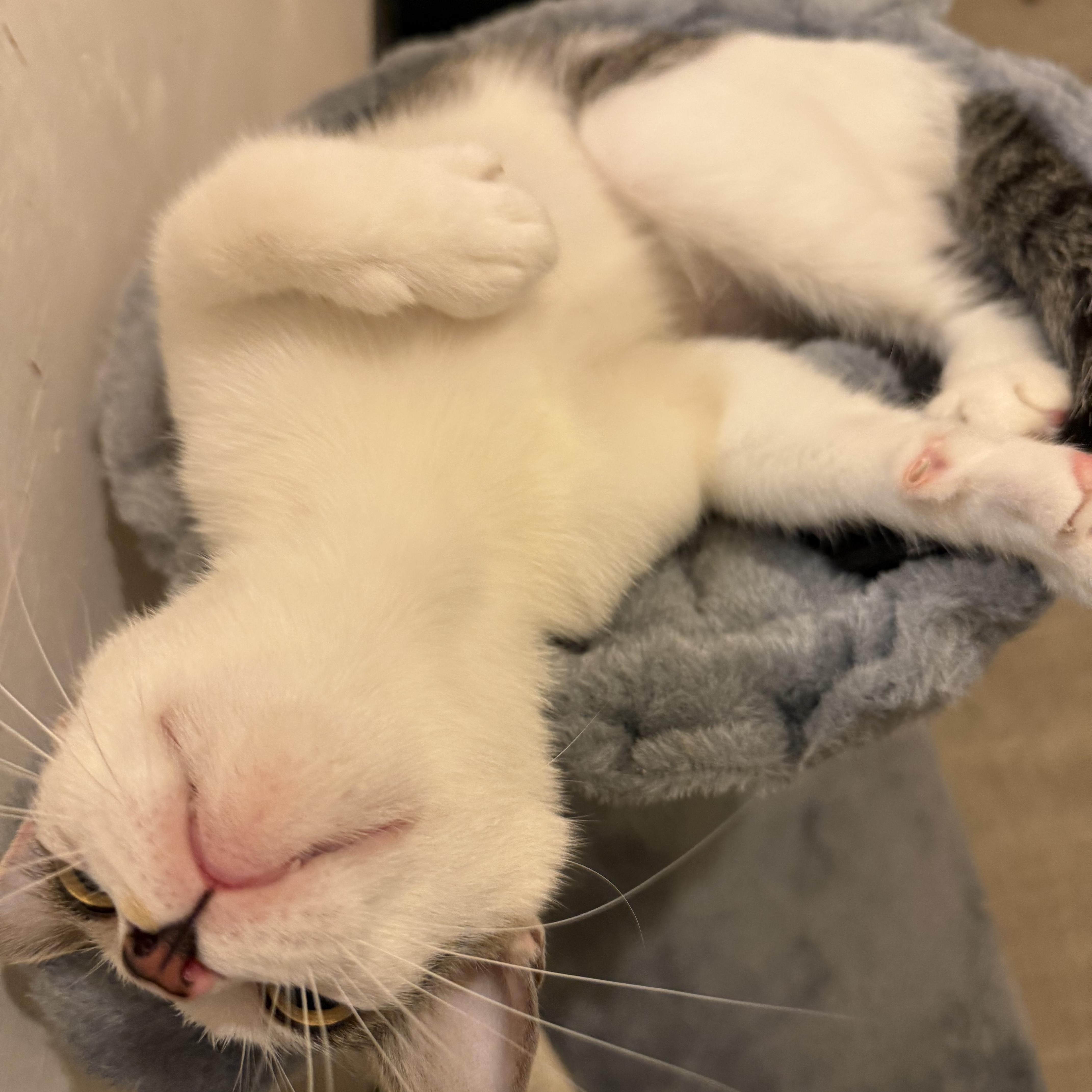 Enlarge Trixie, a Adoptable Domestic Short Hair in Syracuse, NY image 5/5