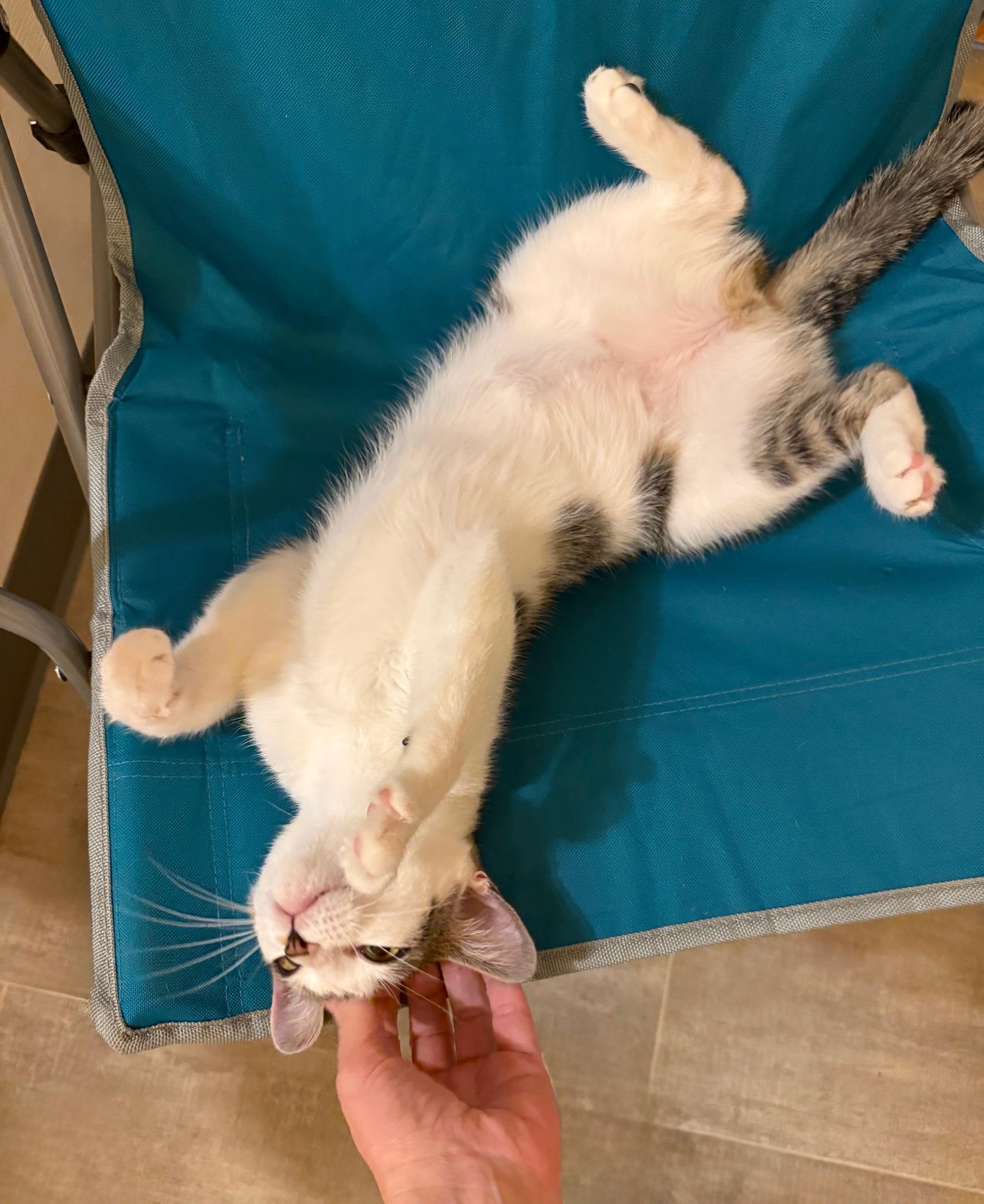Trixie, Adoptable, Young Female Domestic Short Hair.