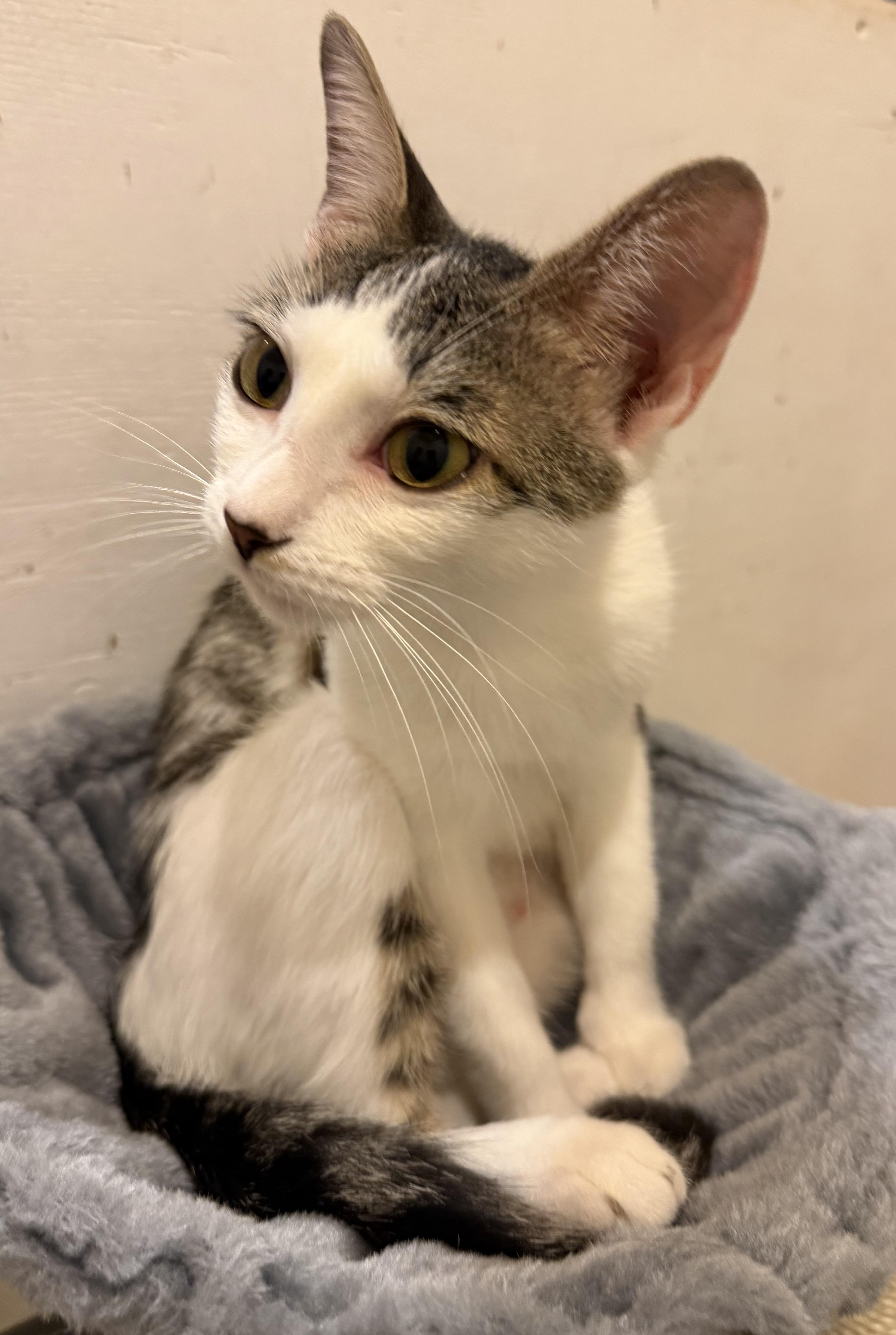 Enlarge Trixie, a Adoptable Domestic Short Hair in Syracuse, NY image 4/5