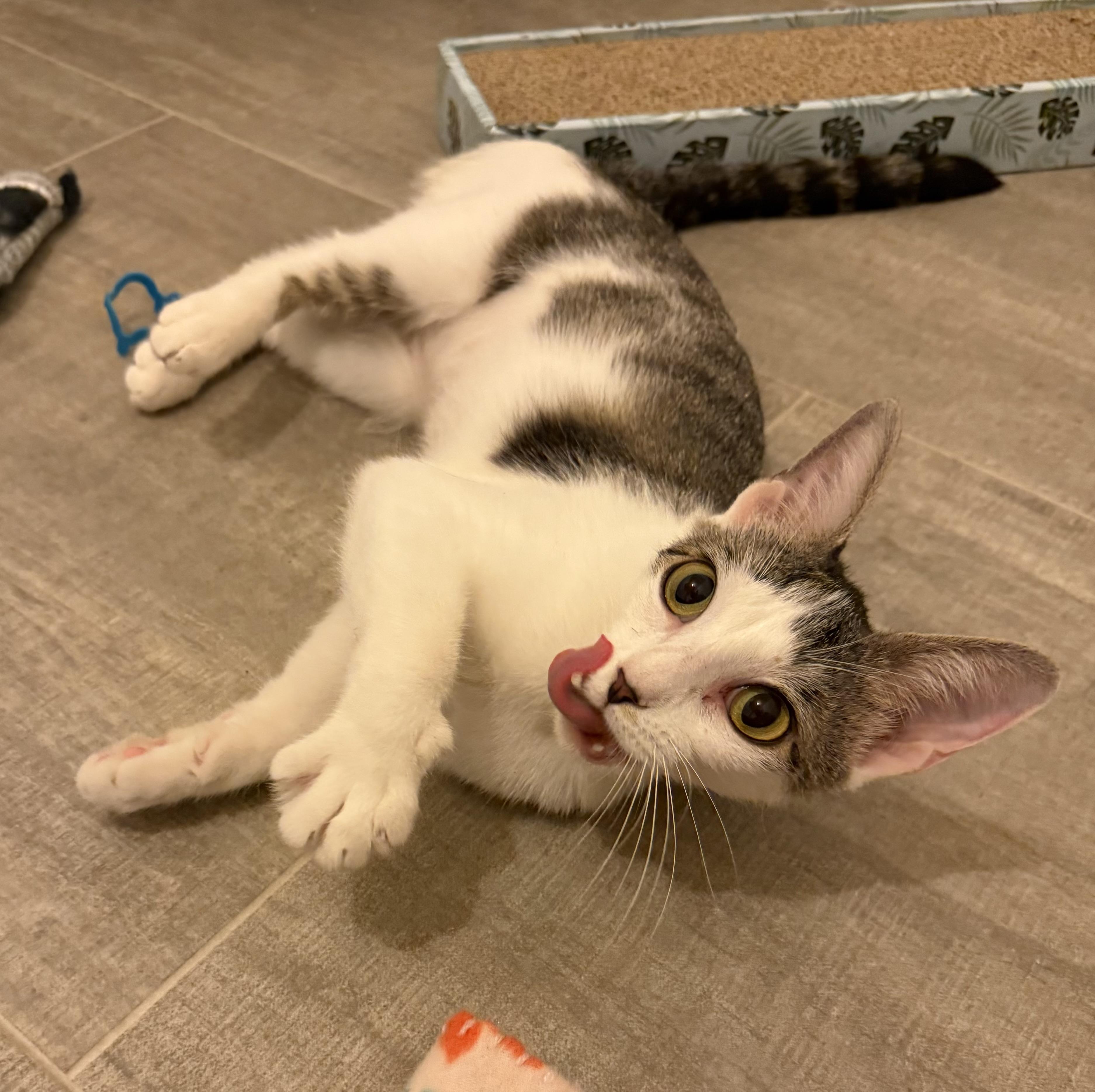 Enlarge Trixie, a Adoptable Domestic Short Hair in Syracuse, NY image 2/5