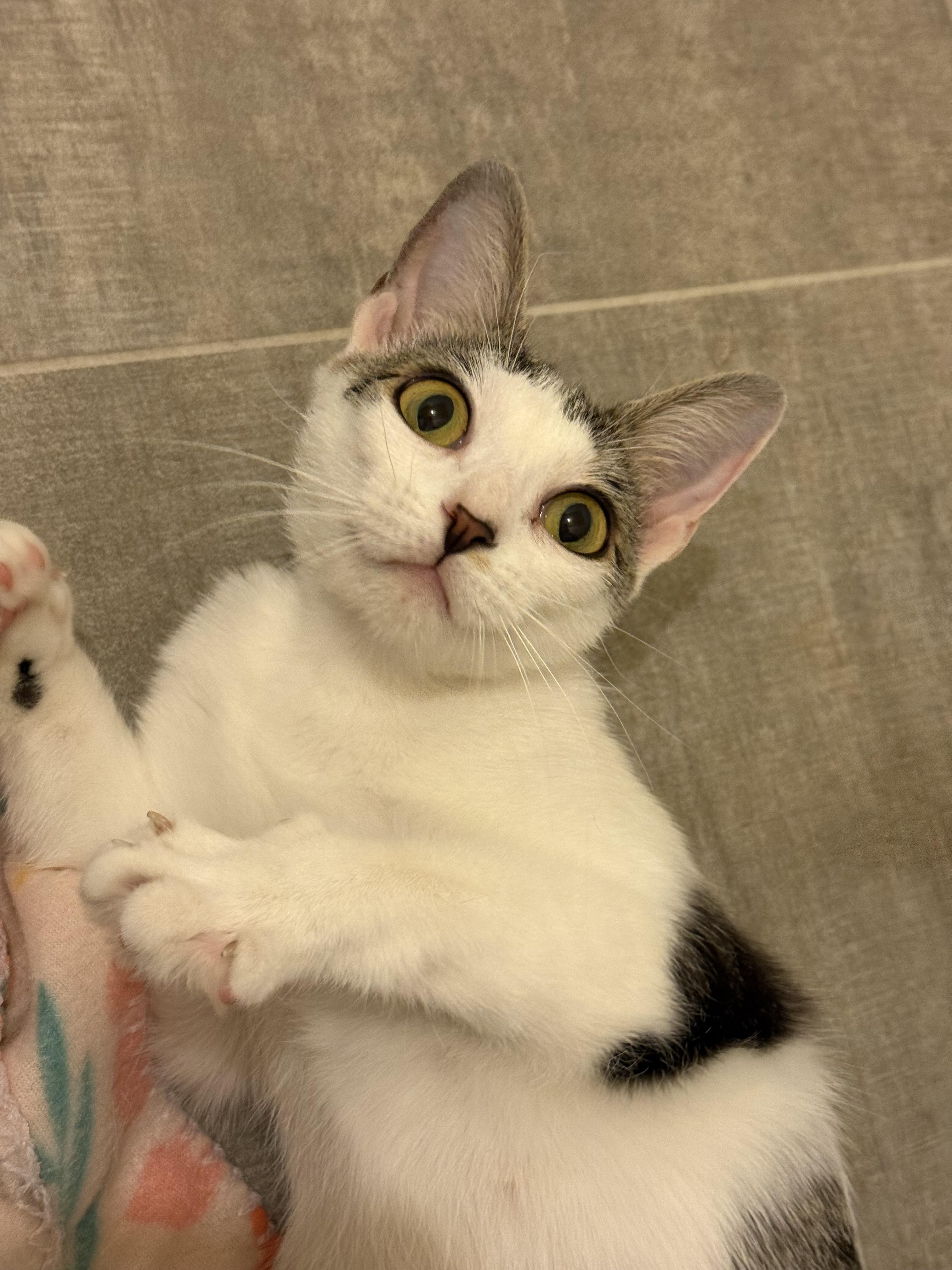 Enlarge Trixie, a Adoptable Domestic Short Hair in Syracuse, NY image 3/5