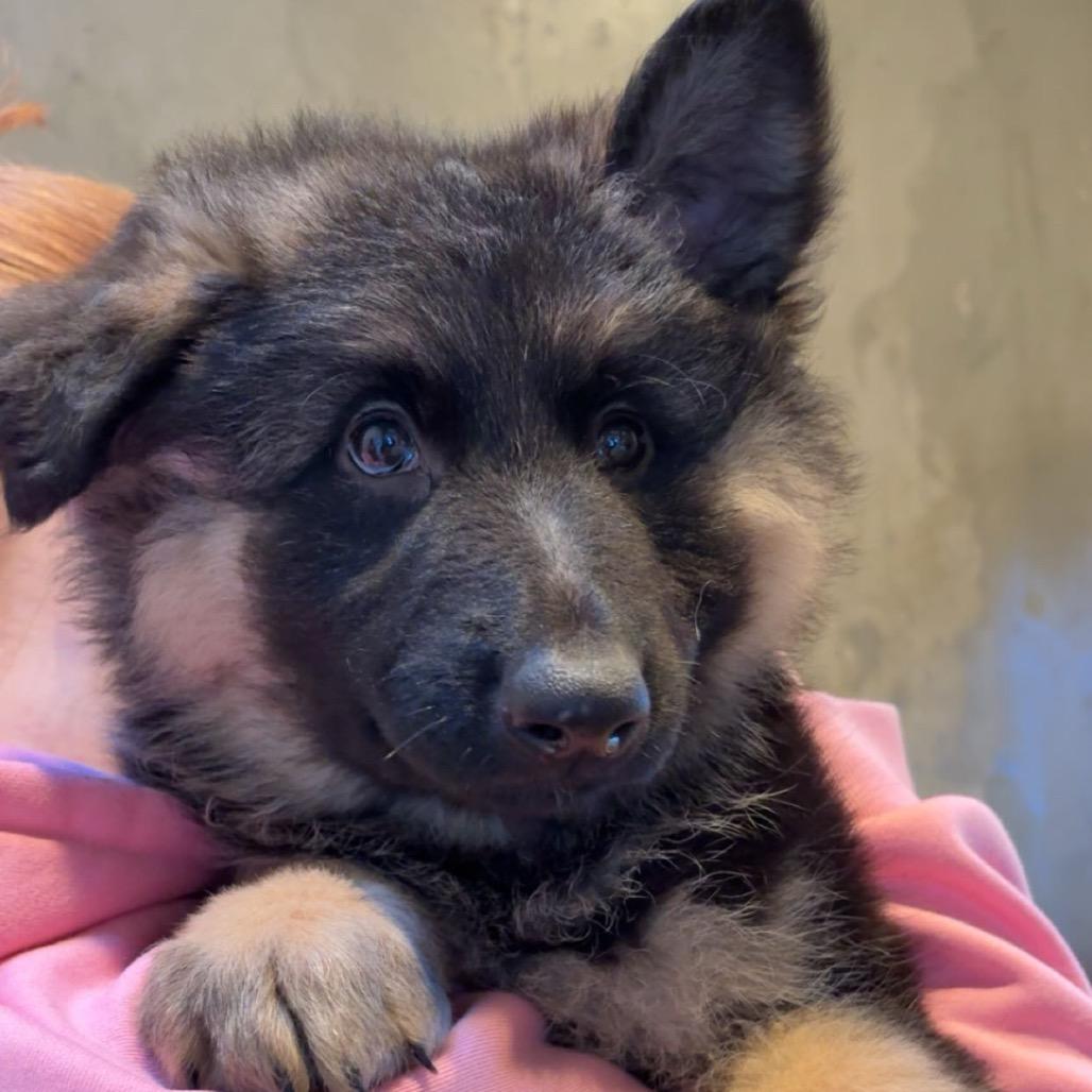 Enlarge Clover, a Adoptable German Shepherd Dog in Port Angeles, WA image 1/1