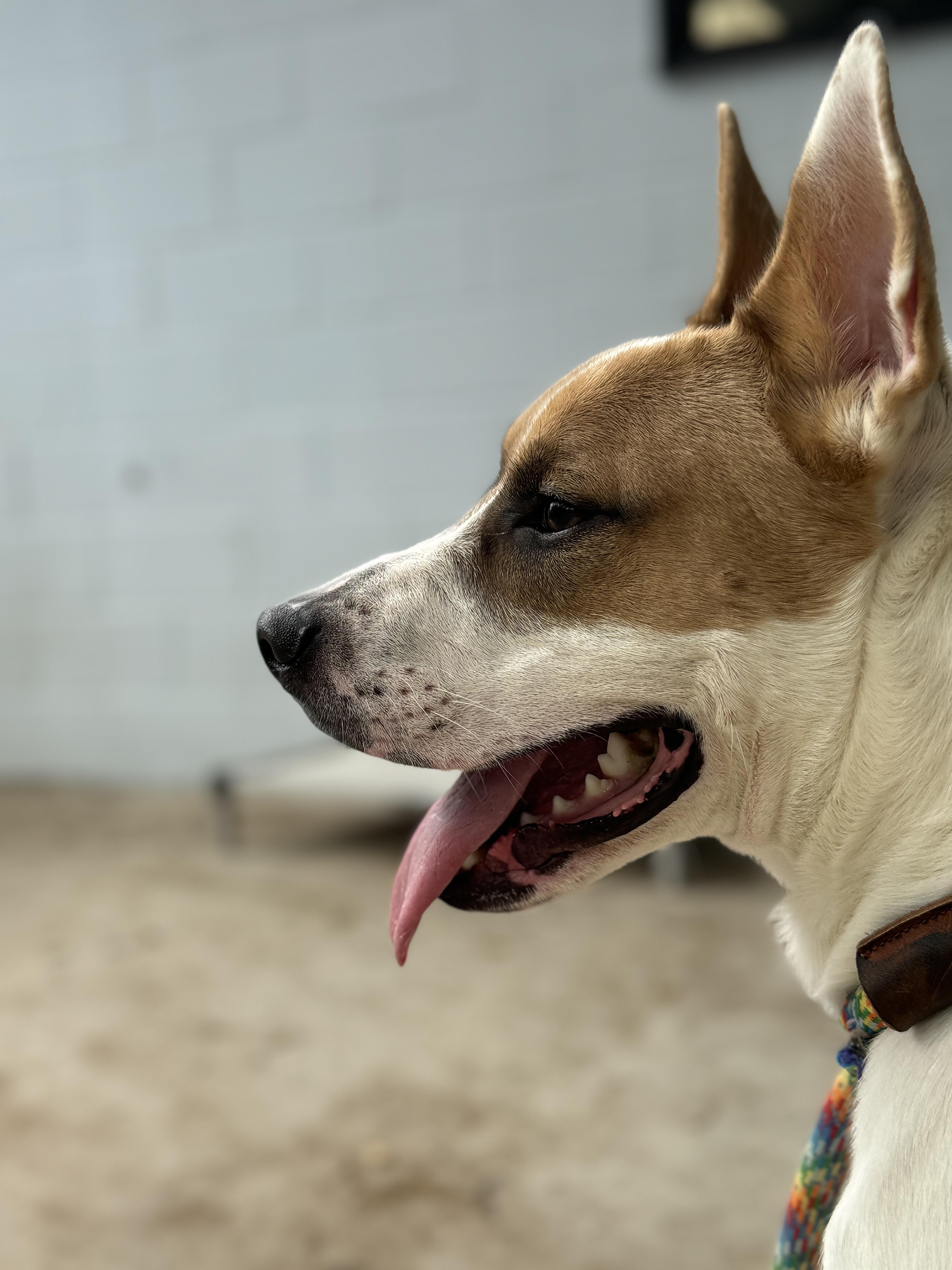 Dog for adoption Champ, a Mixed Breed in Polkton, NC Petfinder