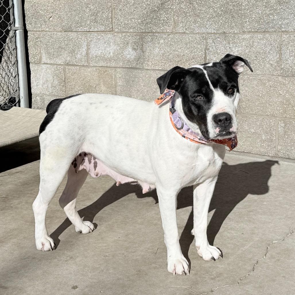 Enlarge Umi, a Adoptable mixed breed in Durango, CO image 1/6
