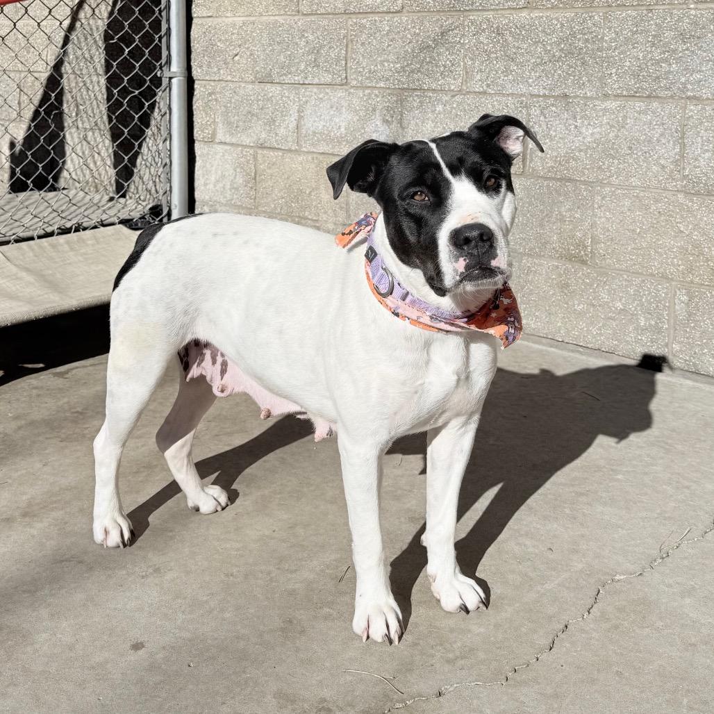 Enlarge Umi, a Adoptable mixed breed in Durango, CO image 2/6