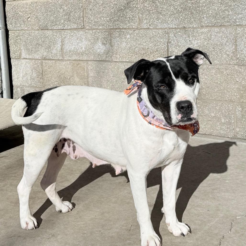 Enlarge Umi, a Adoptable mixed breed in Durango, CO image 3/6