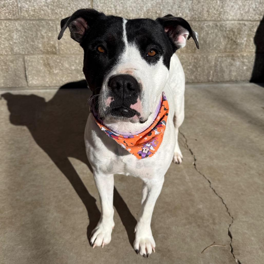 Enlarge Umi, a Adoptable mixed breed in Durango, CO image 4/6