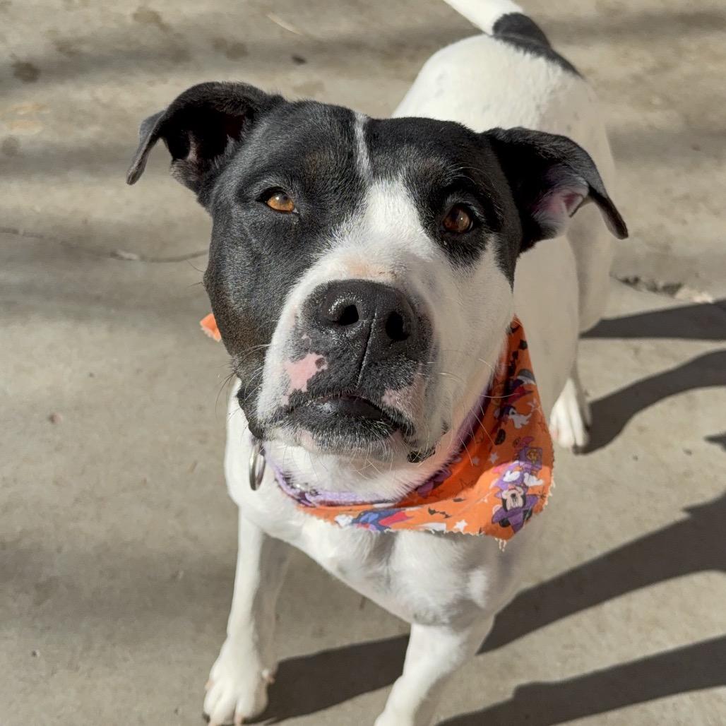 Enlarge Umi, a Adoptable mixed breed in Durango, CO image 5/6