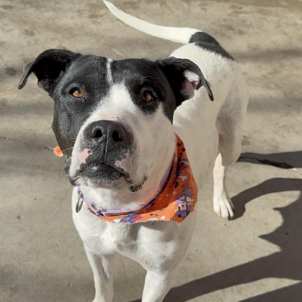 Enlarge Umi, a Adoptable mixed breed in Durango, CO image 6/6