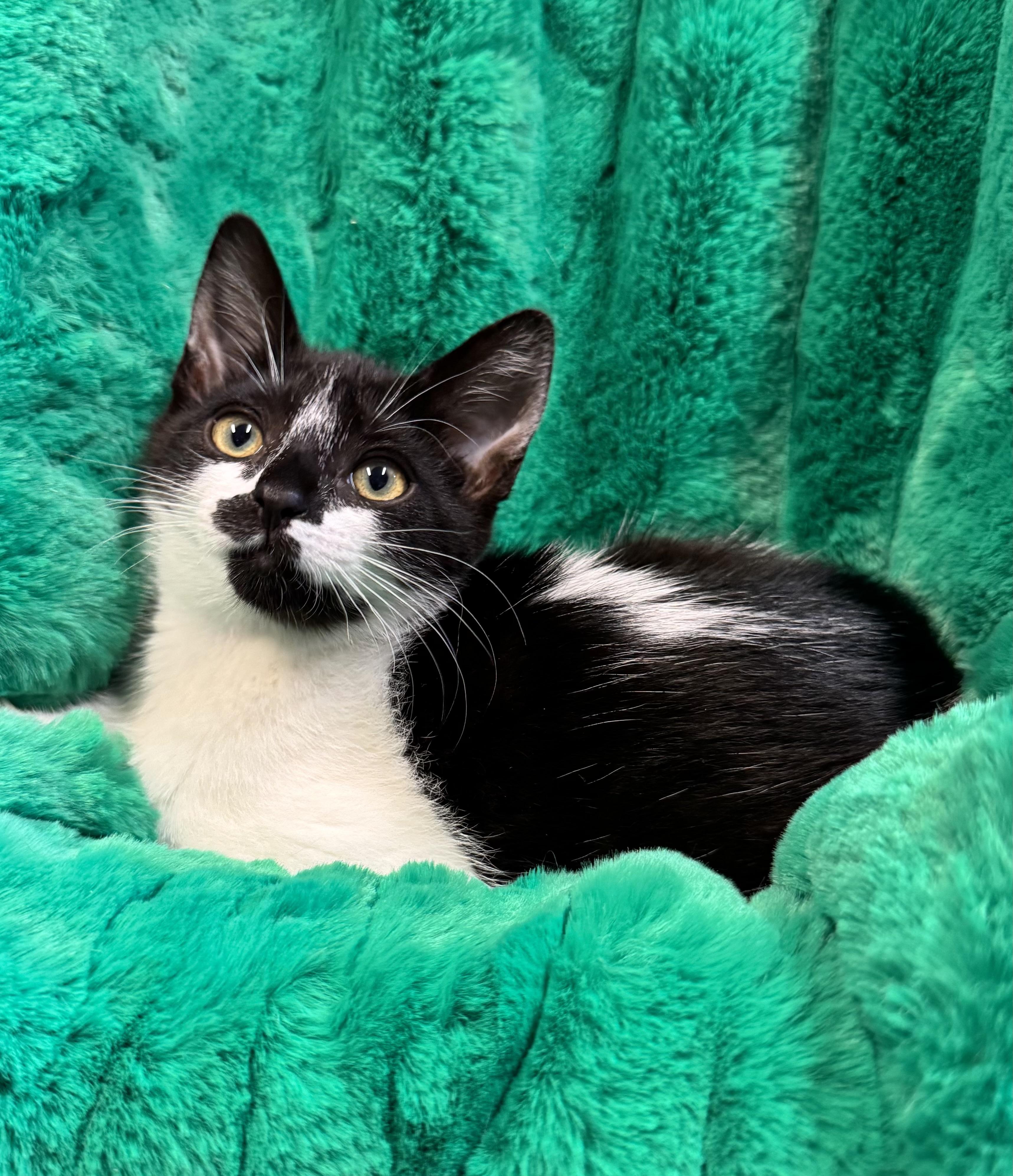 Enlarge Stella, an adopted Domestic Short Hair in Riverside, CA image 3/3