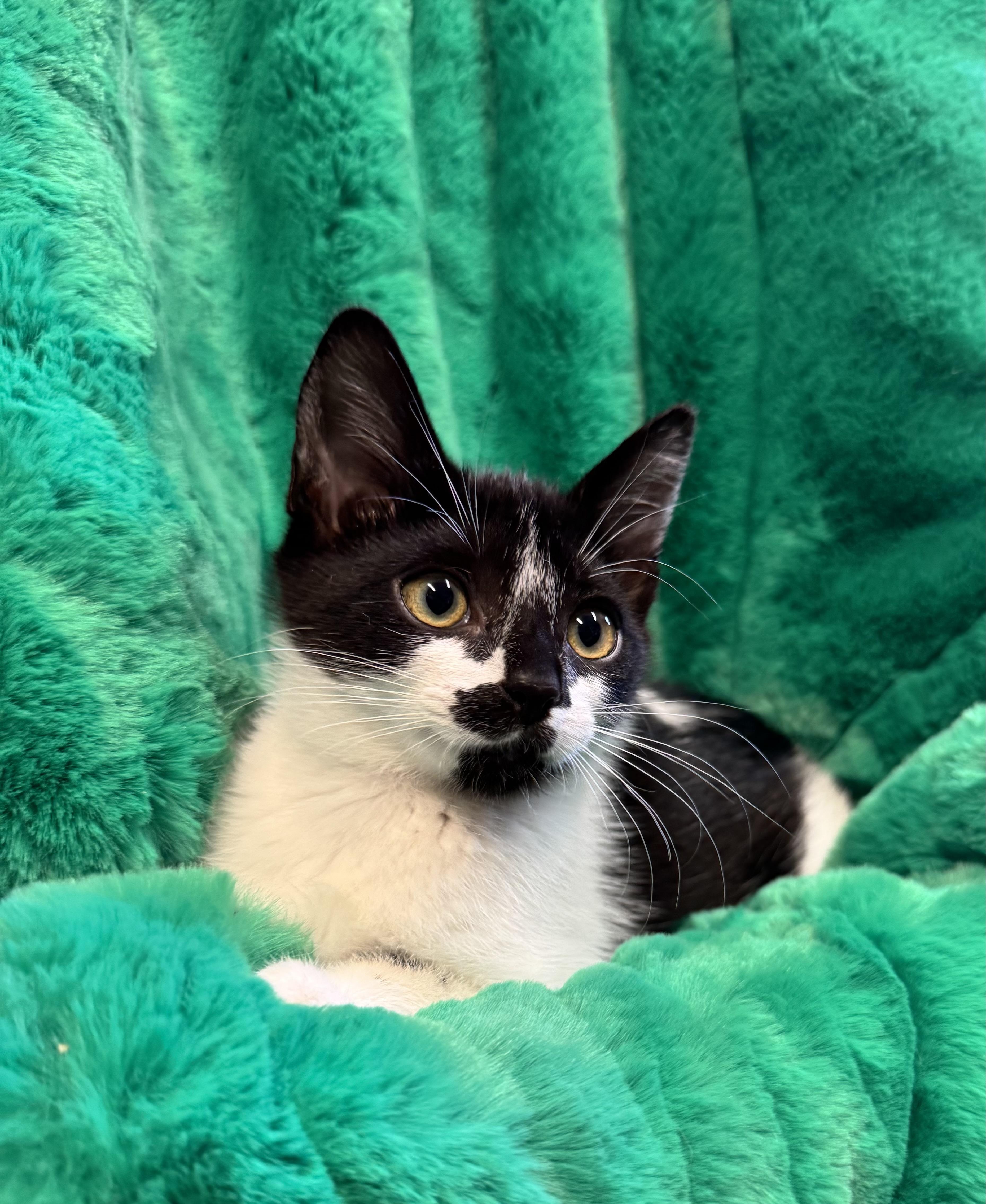 Enlarge Stella, an adopted Domestic Short Hair in Riverside, CA image 1/3