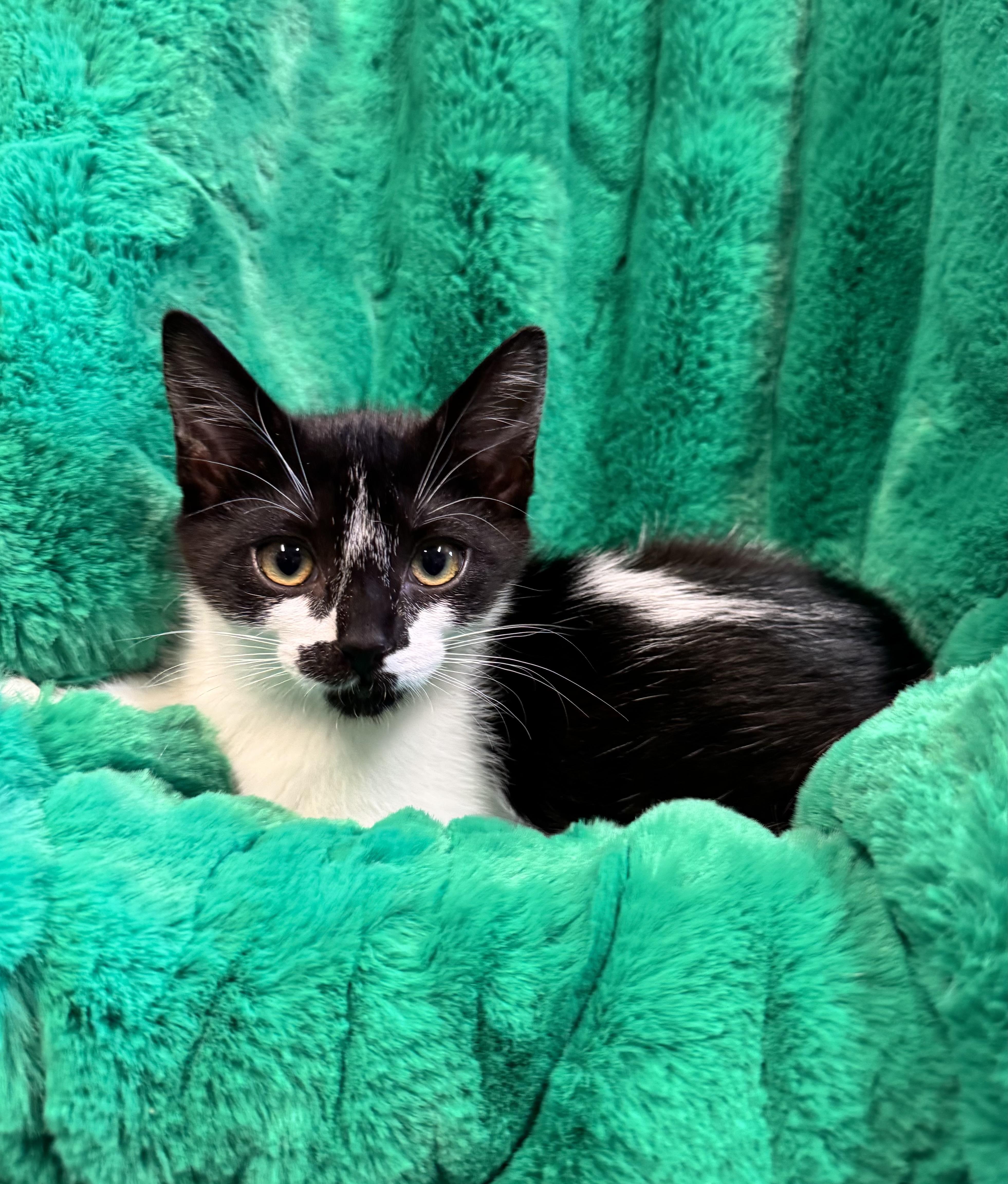 Enlarge Stella, an adopted Domestic Short Hair in Riverside, CA image 2/3