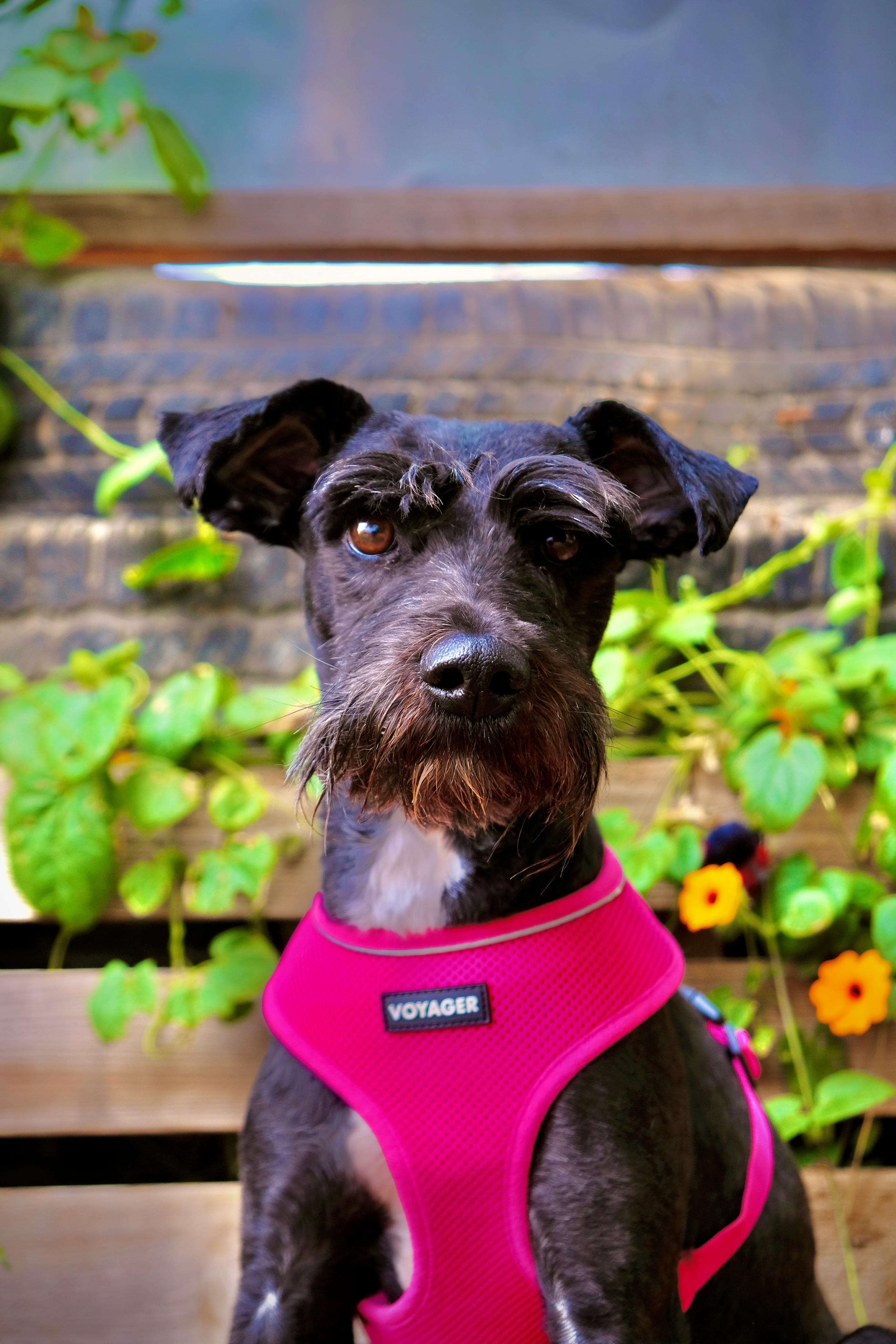 Nevada, Adoptable, Adult Female Miniature Schnauzer.