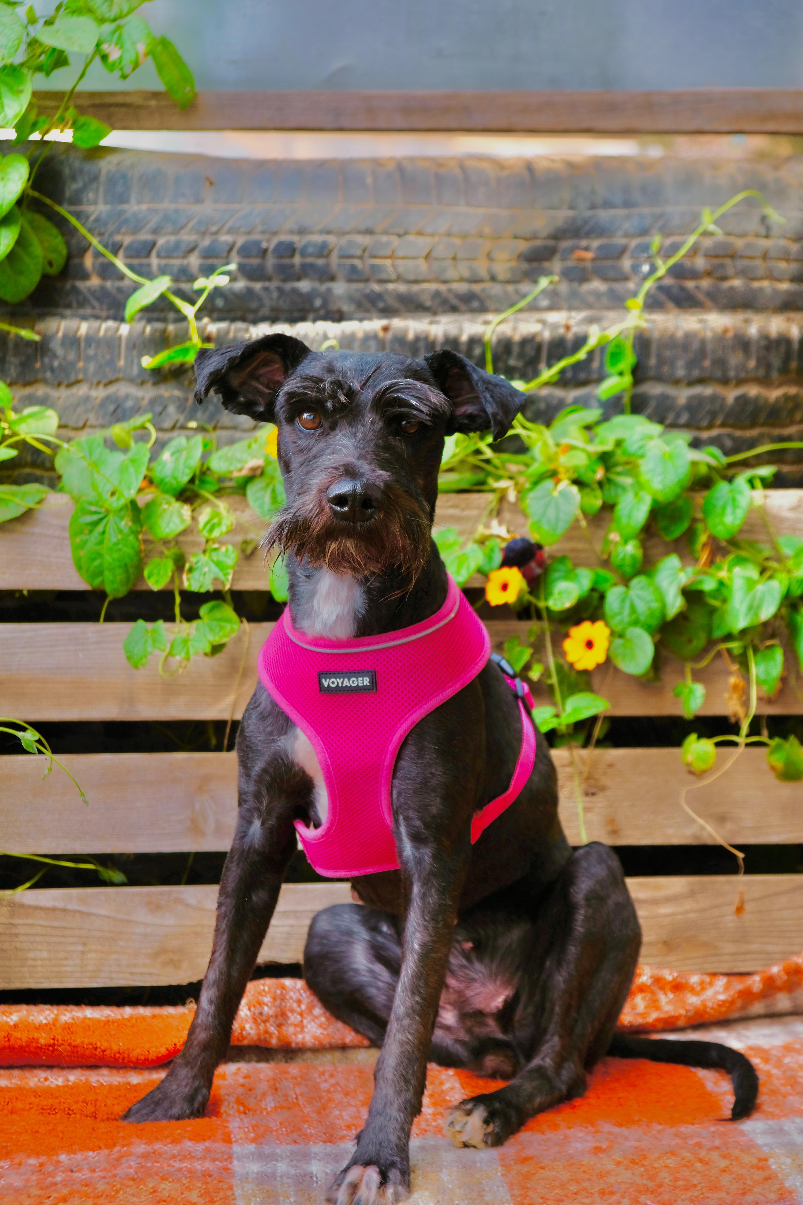Nevada, a Adoptable Miniature Schnauzer in San Diego, CA image 2/2
