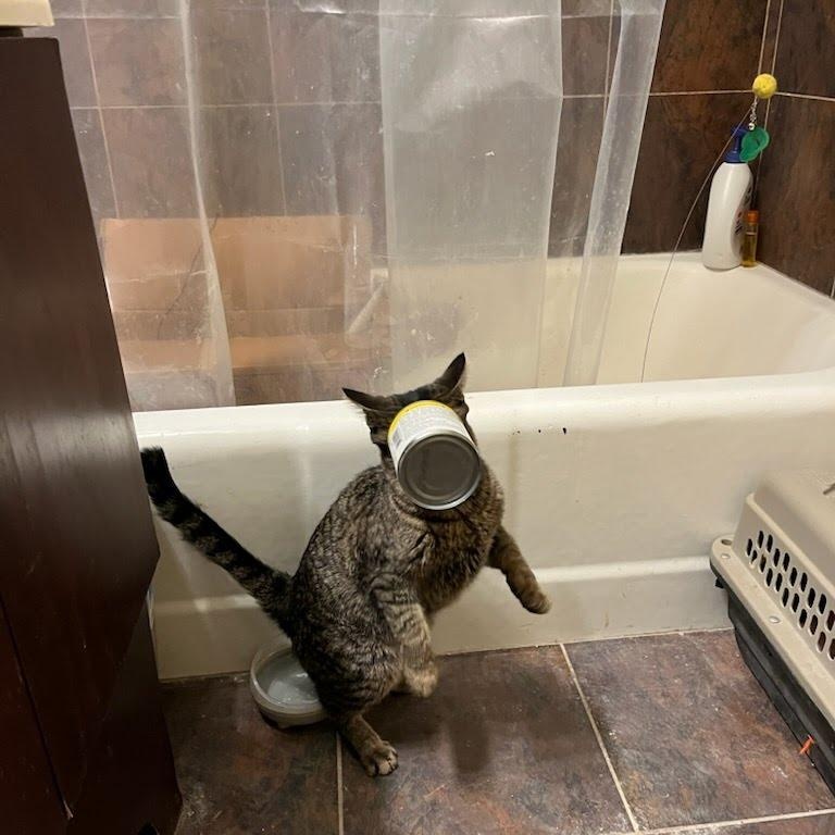 Enlarge Oasis, a Adoptable Domestic Short Hair in Evanston, IL image 6/6