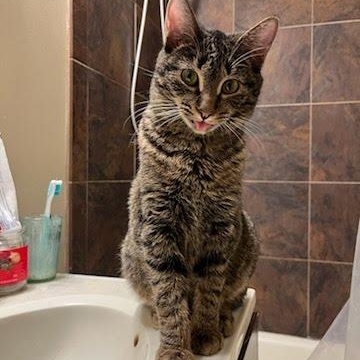 Enlarge Oasis, a Adoptable Domestic Short Hair in Evanston, IL image 1/6