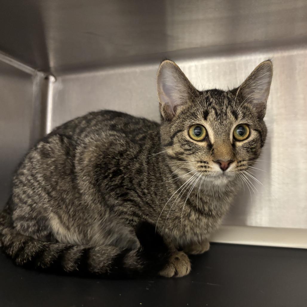 Enlarge Oasis, a Adoptable Domestic Short Hair in Evanston, IL image 2/3