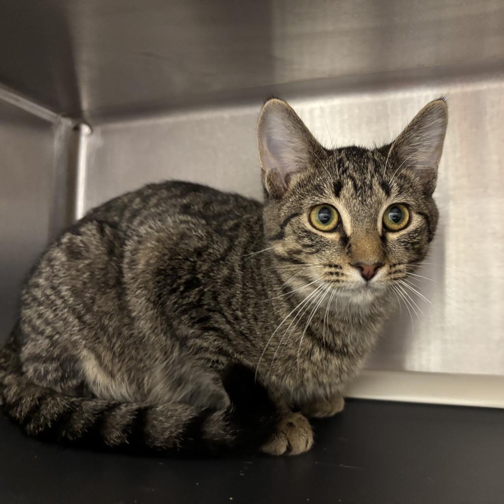 Enlarge Oasis, a Adoptable Domestic Short Hair in Evanston, IL image 3/6
