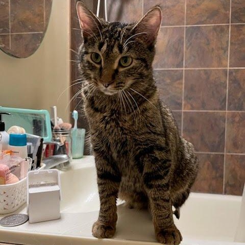 Enlarge Oasis, a Adoptable Domestic Short Hair in Evanston, IL image 2/6