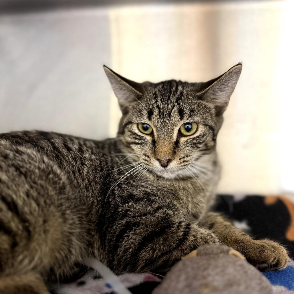 Enlarge Oasis, a Adoptable Domestic Short Hair in Evanston, IL image 3/3