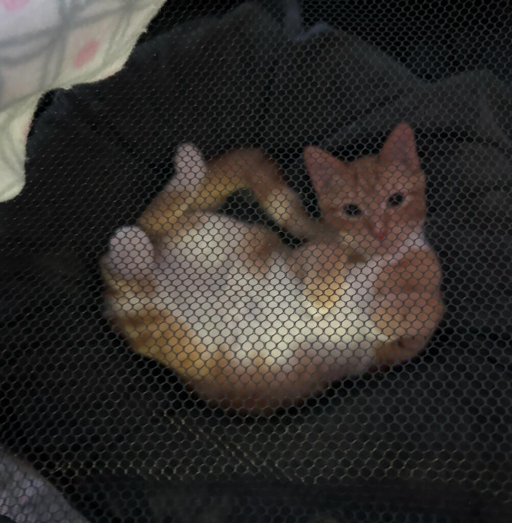 Thing 1 (orange boys!), a Adoptable Domestic Short Hair in Farmington Hills, MI image 1/4