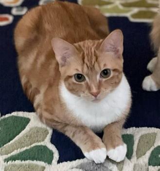 Thing 1 (orange boys!), a Adoptable Domestic Short Hair in Farmington Hills, MI image 3/4