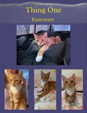 Thing 1 (orange boys!), a Adoptable Domestic Short Hair in Farmington Hills, MI image 4/4