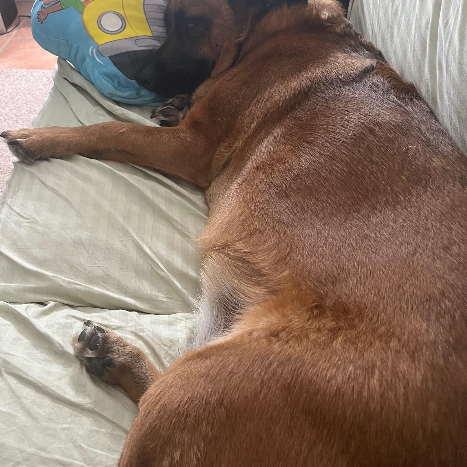 Kane, a Adoptable mixed breed in Garland, TX image 6/6