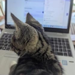 Linus, a ADOPTABLE Domestic Short Hair in Annapolis, MD image 2/5