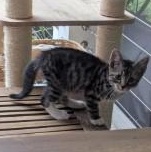 Linus, a ADOPTABLE Domestic Short Hair in Annapolis, MD image 3/5