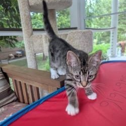 Linus, ADOPTABLE, Kitten Male Domestic Short Hair.