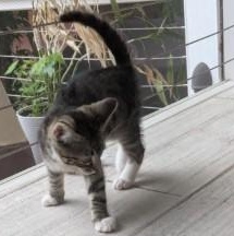 Linus, a ADOPTABLE Domestic Short Hair in Annapolis, MD image 5/5