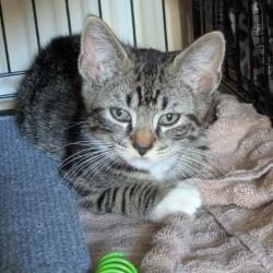 Linus, a ADOPTABLE Domestic Short Hair in Annapolis, MD image 4/5