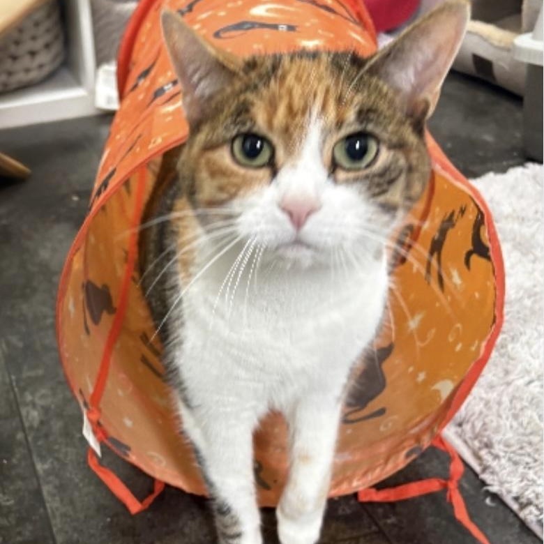 Pixie, ADOPTABLE, Adult Female Calico.