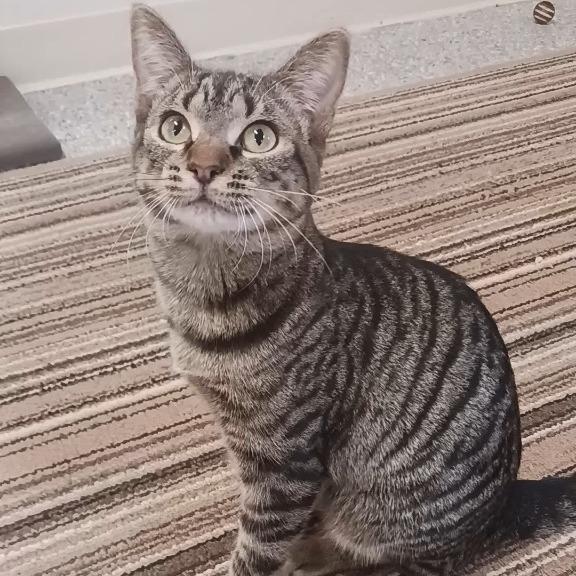 Enlarge Franny, a Adoptable Domestic Short Hair in Prairie du Chien, WI image 1/1