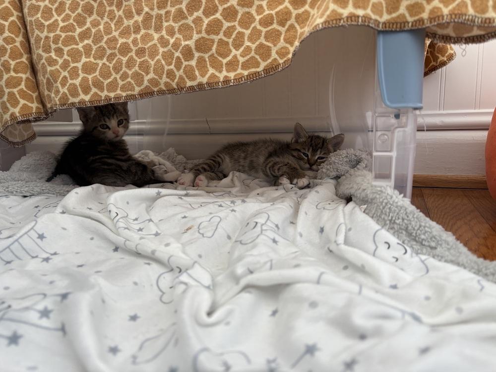 Enlarge Walter, a Adopted Domestic Short Hair in Virginia Beach, VA image 1/4