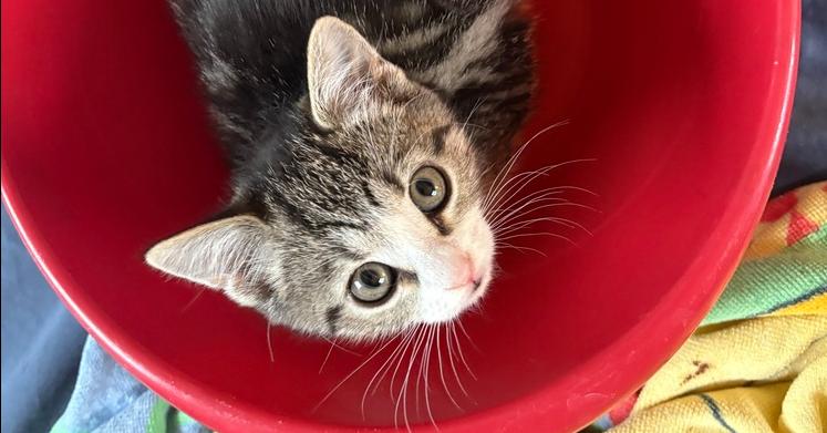 Enlarge Walter, a Adopted Domestic Short Hair in Virginia Beach, VA image 2/4