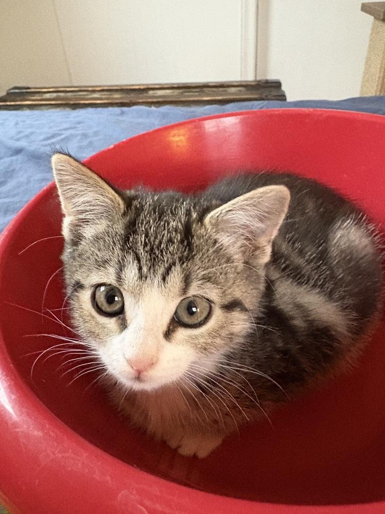 Enlarge Walter, a Adopted Domestic Short Hair in Virginia Beach, VA image 3/4