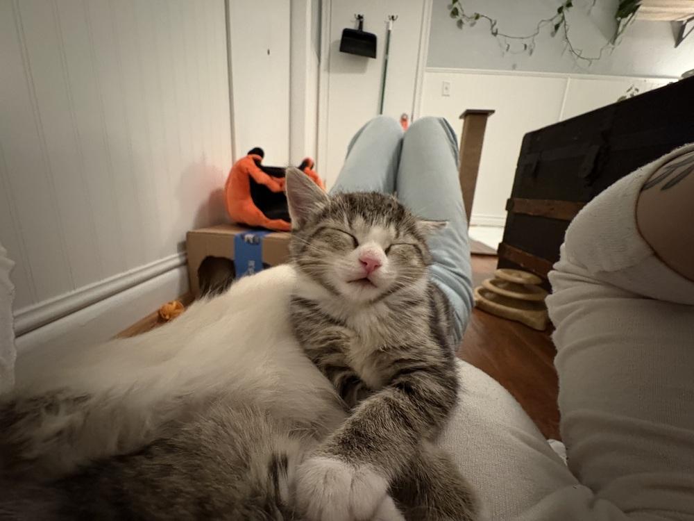 Enlarge Walter, a Adopted Domestic Short Hair in Virginia Beach, VA image 4/4