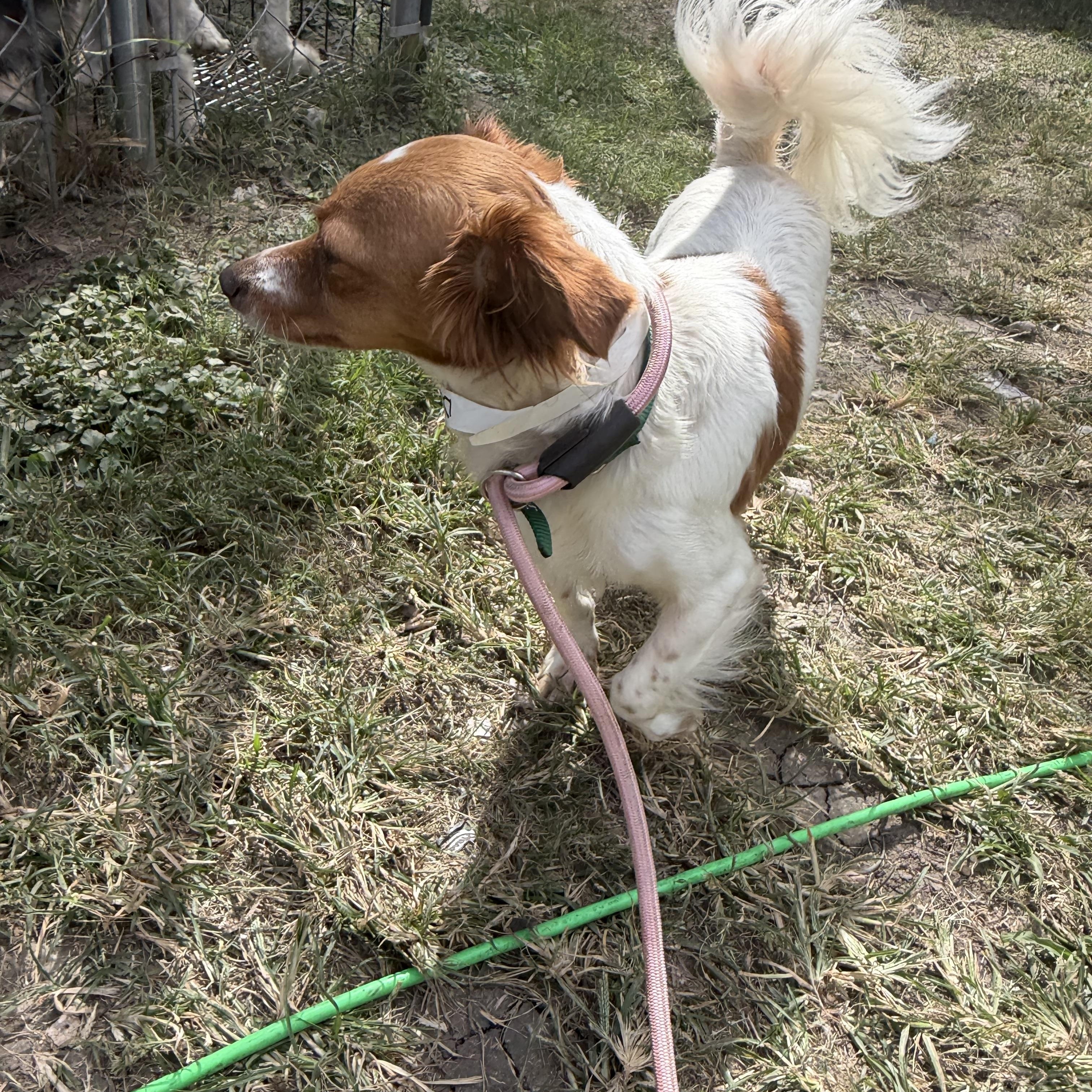 Enlarge Dina, a Adoptable mixed breed in Warwick, RI image 1/2