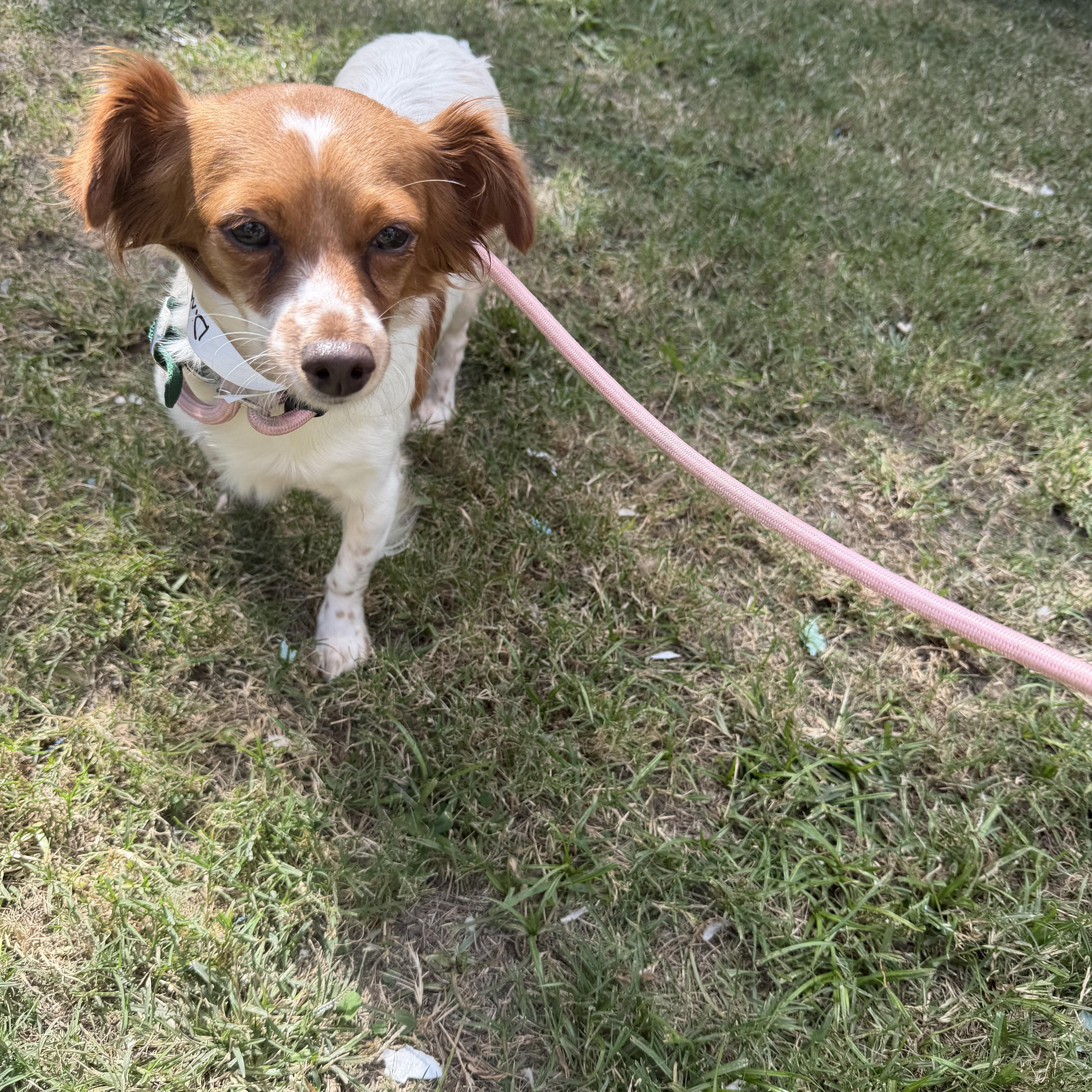 Enlarge Dina, a Adoptable mixed breed in Warwick, RI image 2/2
