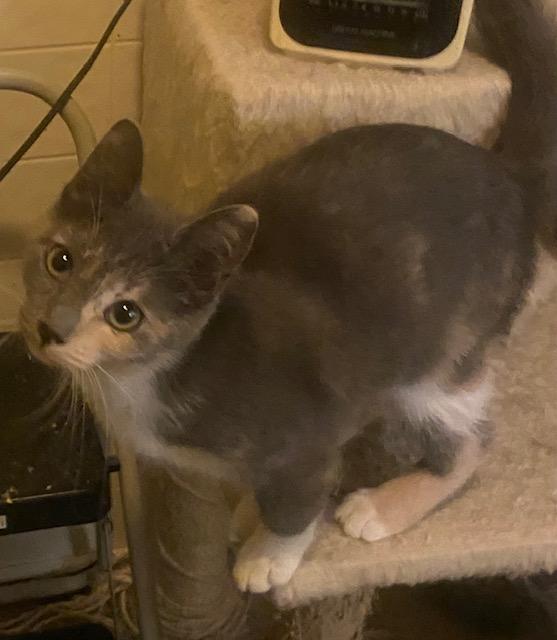 Enlarge Bailey, a Adoptable Domestic Short Hair in Sterling Heights, MI image 1/1