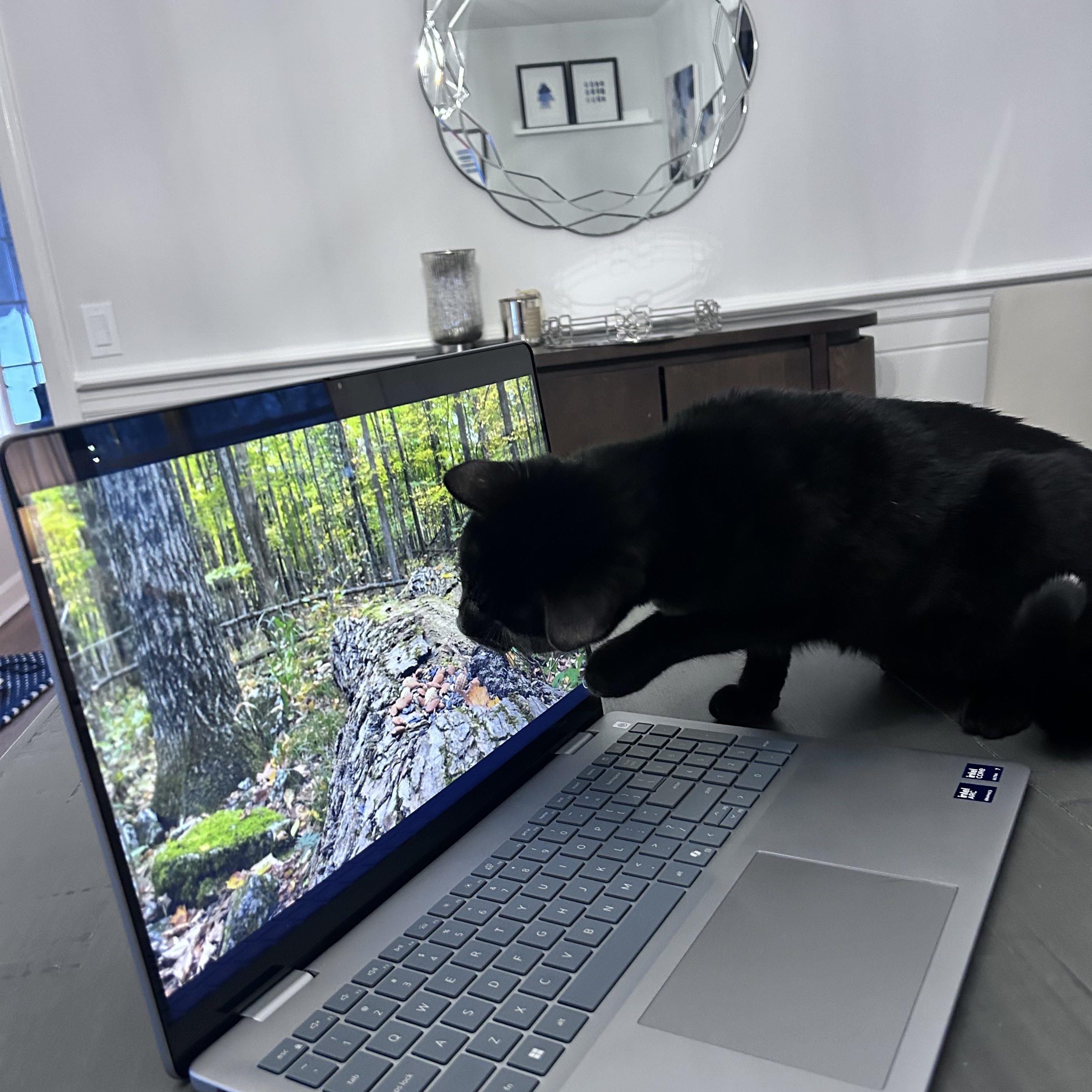 Enlarge Isairis, an adoptable Domestic Short Hair in Ridgefield, CT image 5/6