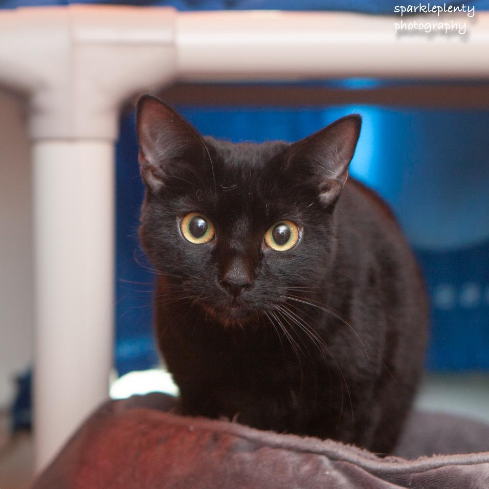 Enlarge Isairis, an adoptable Domestic Short Hair in Ridgefield, CT image 4/6