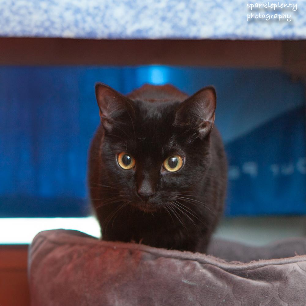 Enlarge Isairis, an adoptable Domestic Short Hair in Ridgefield, CT image 2/6