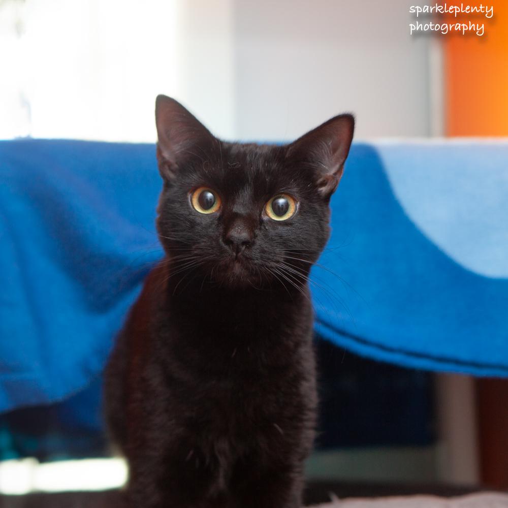 Isairis, adoptable, Young Female Domestic Short Hair.